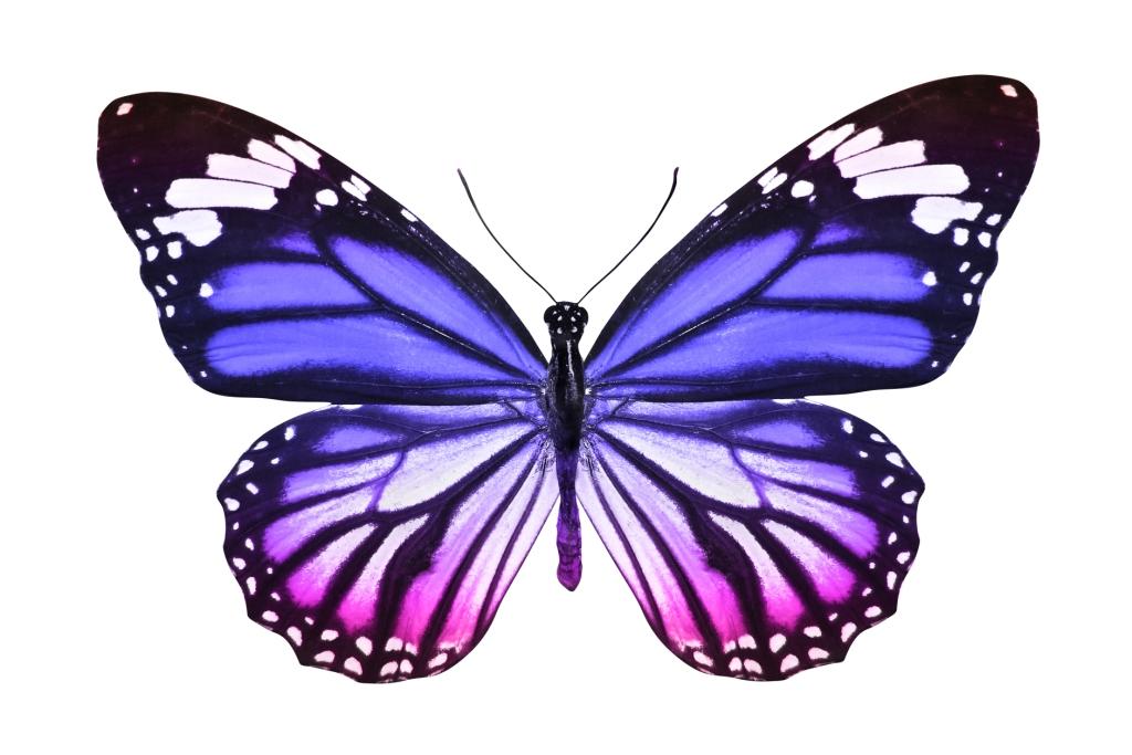 Butterfly_purple_blue_black_white – Doctor Roya